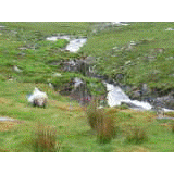 Slieve Miskish-Berge + Muckross House