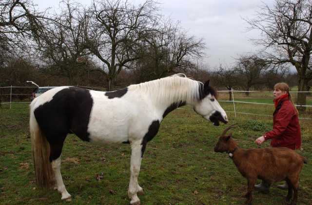 Flash und Ziege Luis mit Besitzerin Heike Seuberth
